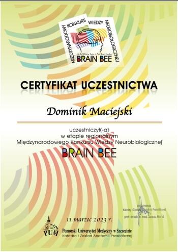 Certyfikat BB Dominik